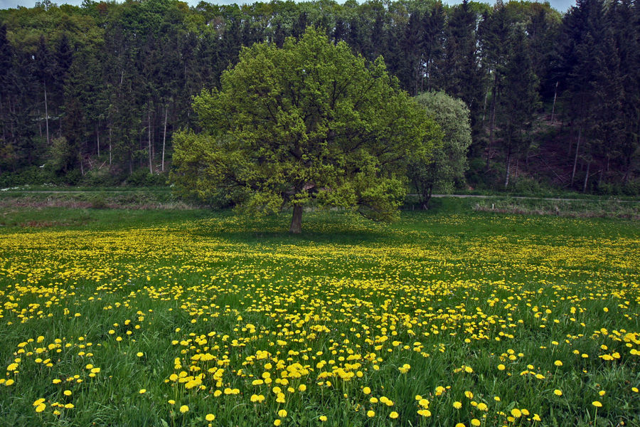 Löwenzahnwiese bei Hohn in der Eifel