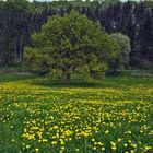 Löwenzahnwiese bei Hohn in der Eifel