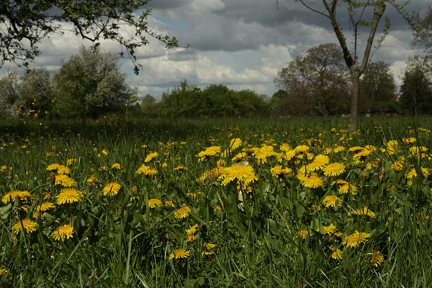 Löwenzahnwiese