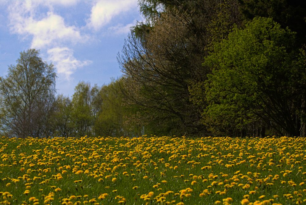 Löwenzahnwiese