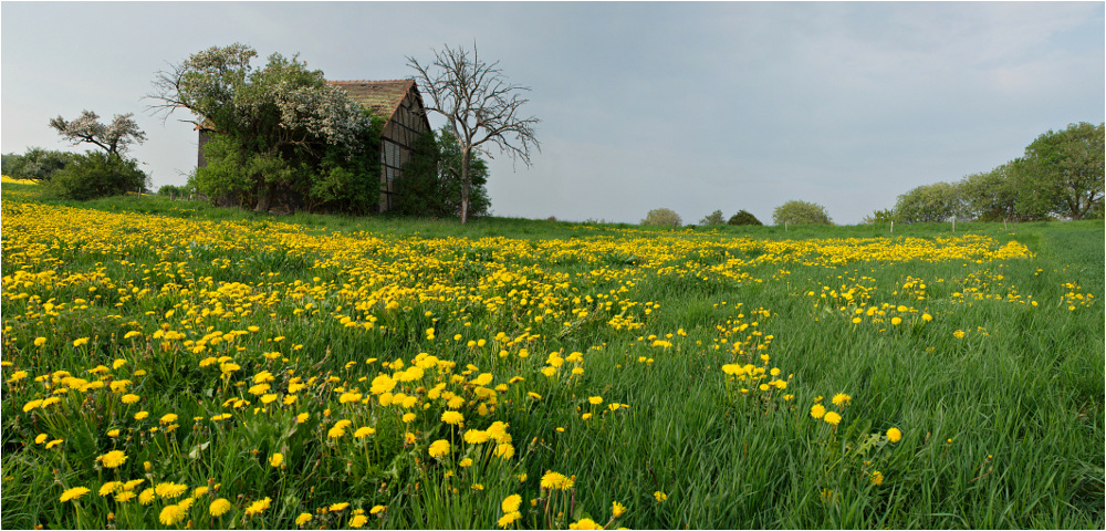 Löwenzahnwiese