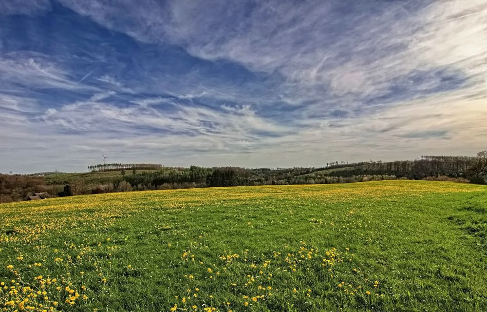 Löwenzahnwiese