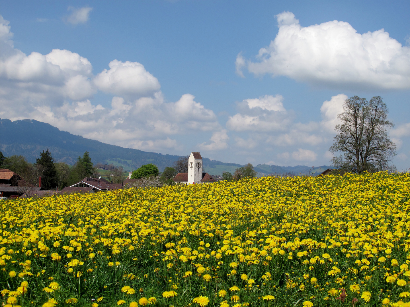 Löwenzahnwiese mit Kirche