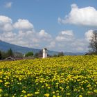 Löwenzahnwiese mit Kirche