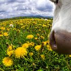 Löwenzahnwiese und die dumme Kuh