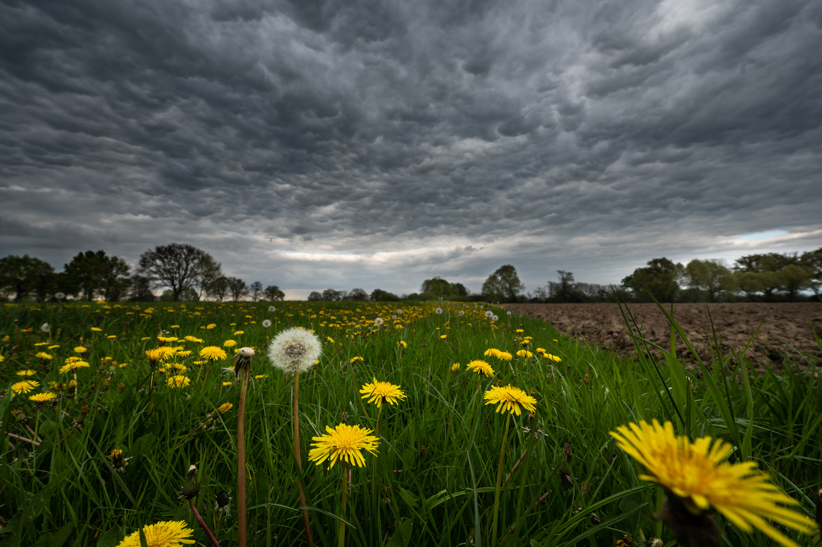 Löwenzahnwiese unmittelbar vor dem Regen