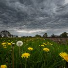 Löwenzahnwiese unmittelbar vor dem Regen