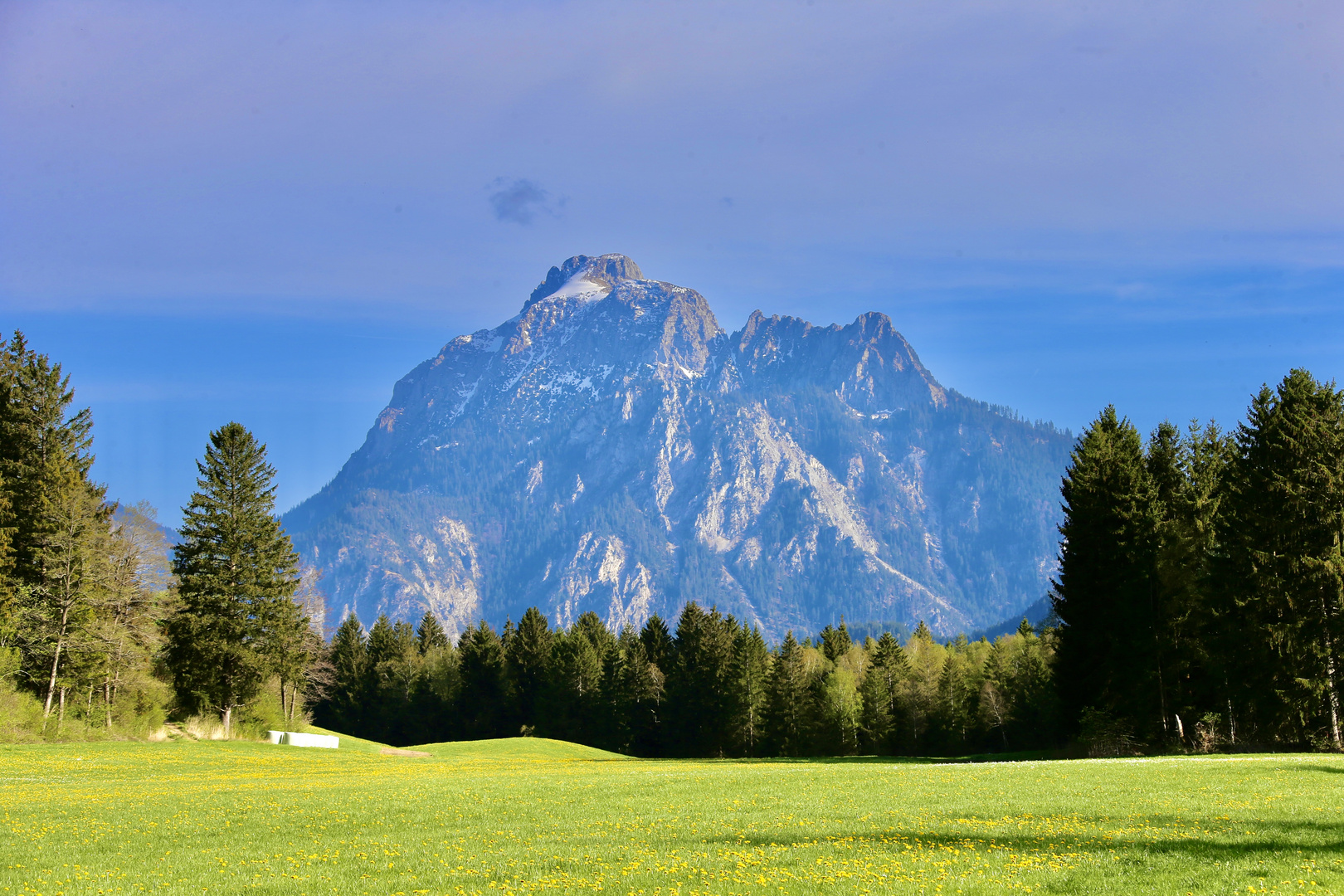 Löwenzahnwiese vor Allgäuer Bergkulisse