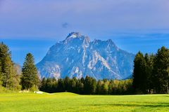 Löwenzahnwiese vor Allgäuer Bergkulisse