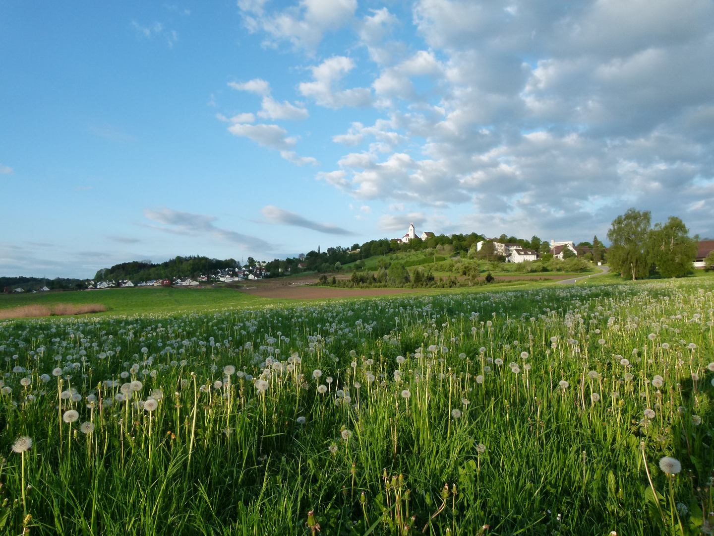 Löwenzahnwiese vor der Gemeinde Berg