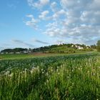 Löwenzahnwiese vor der Gemeinde Berg