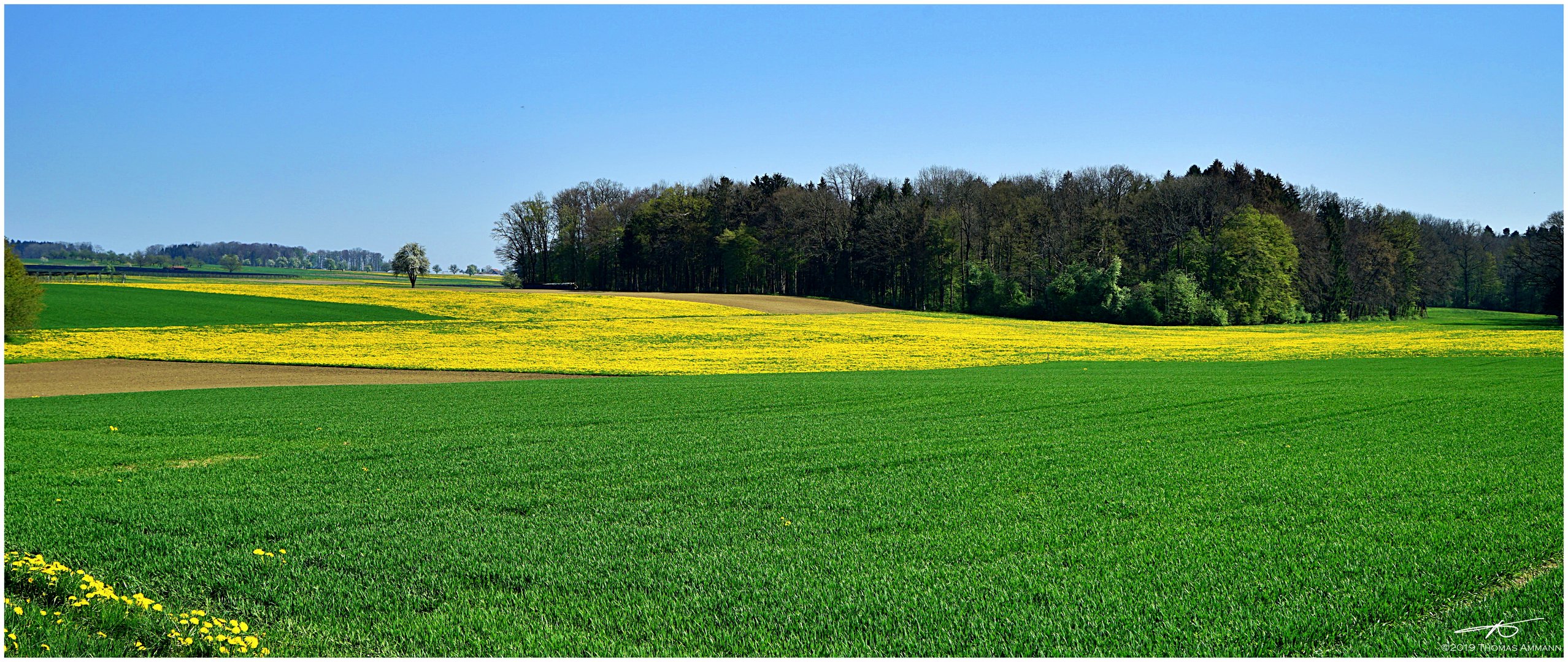 Löwenzahnwiese#2_190418