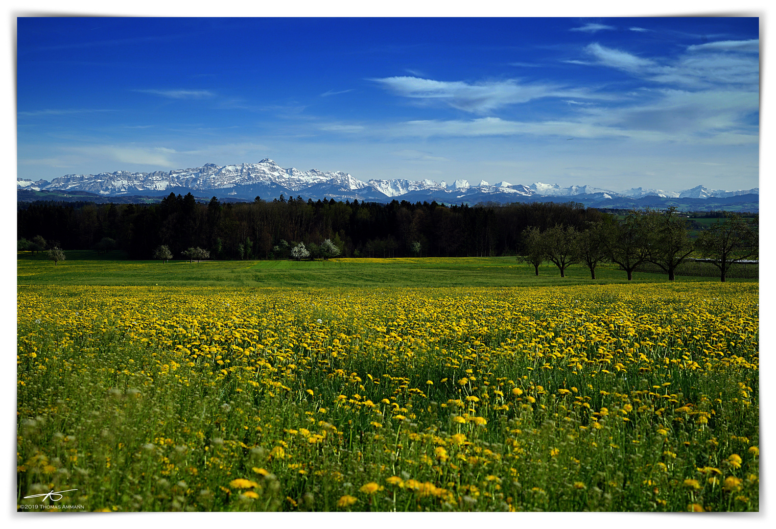 Löwenzahnwiese#4_190421