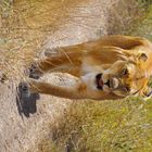 Löwenzeit in der Serengeti