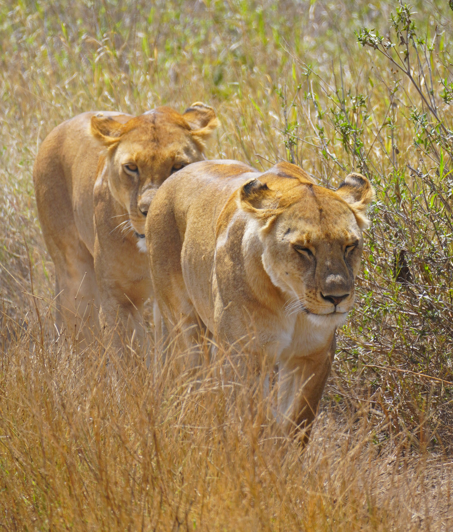 Löwenzeit in der Serengeti