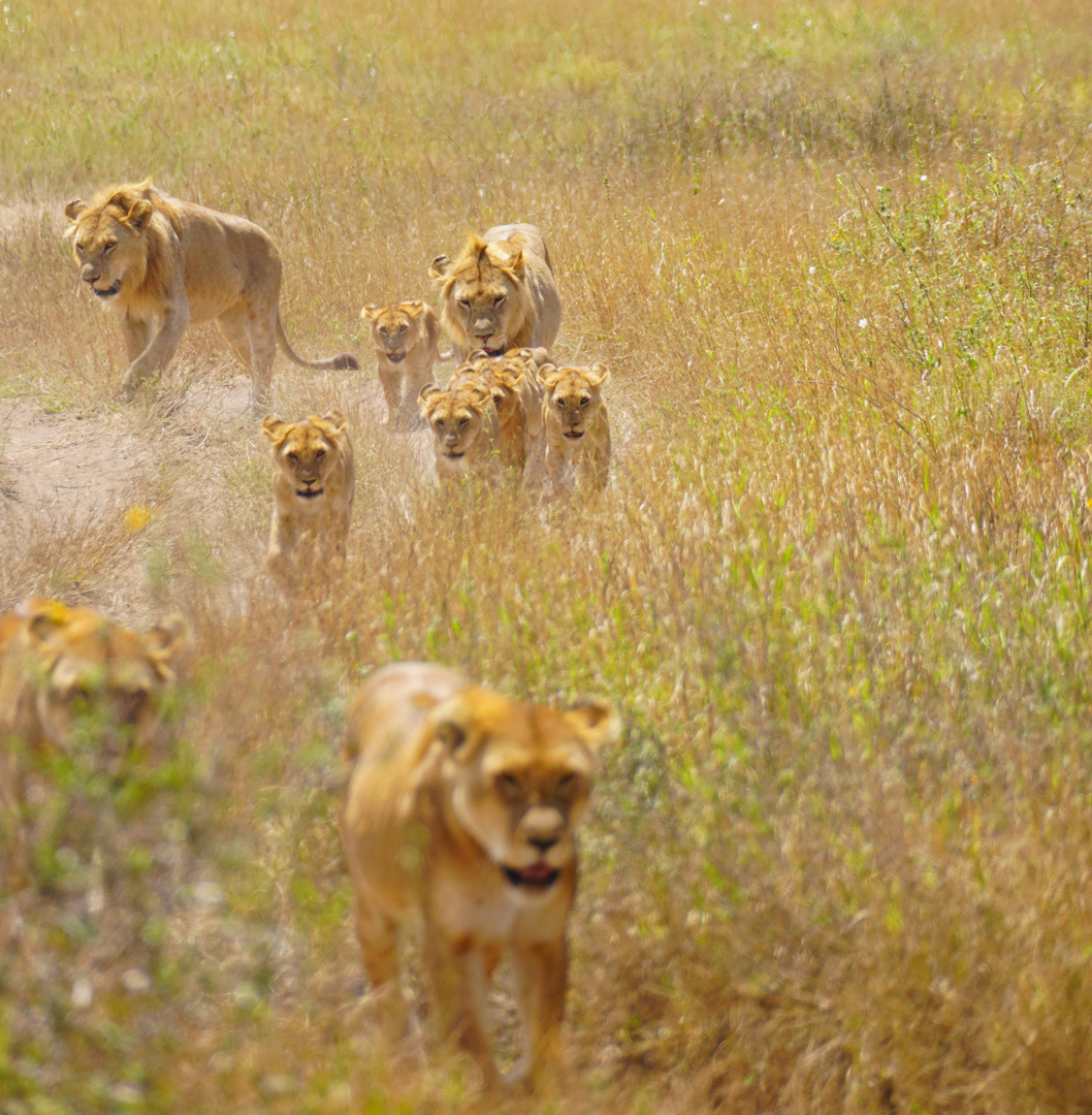 Löwenzeit in der Serengeti