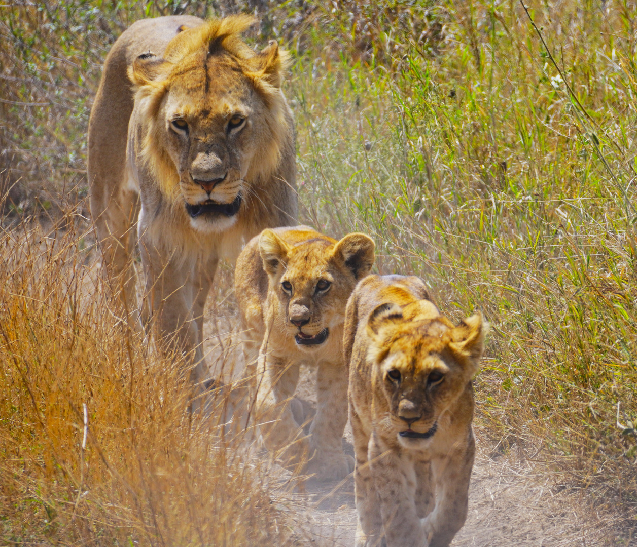 Löwenzeit in der Serengeti