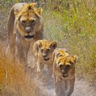 Löwenzeit in der Serengeti