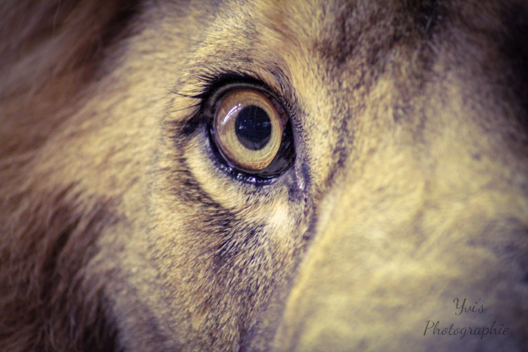 Löwes Auge
