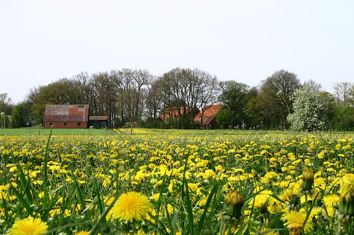 Löwezahne oder Pferdeblume