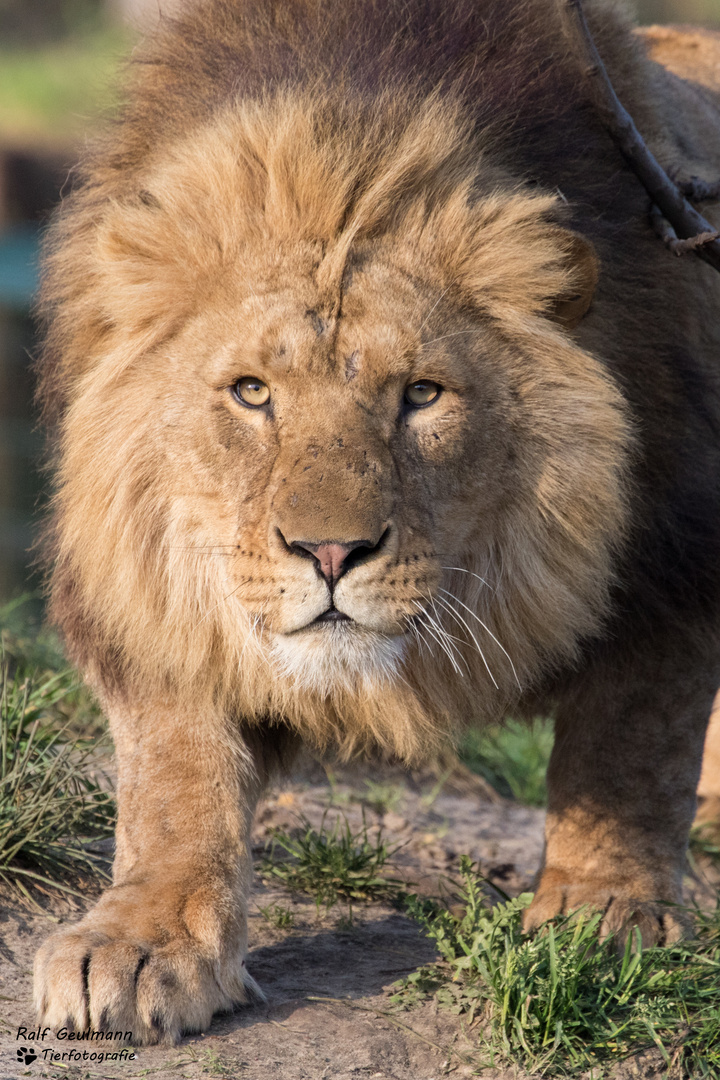 Löwe/ZooParc Overloon