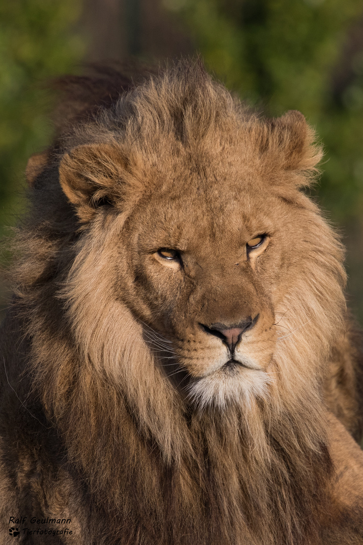 Löwe/ZooParc Overloon