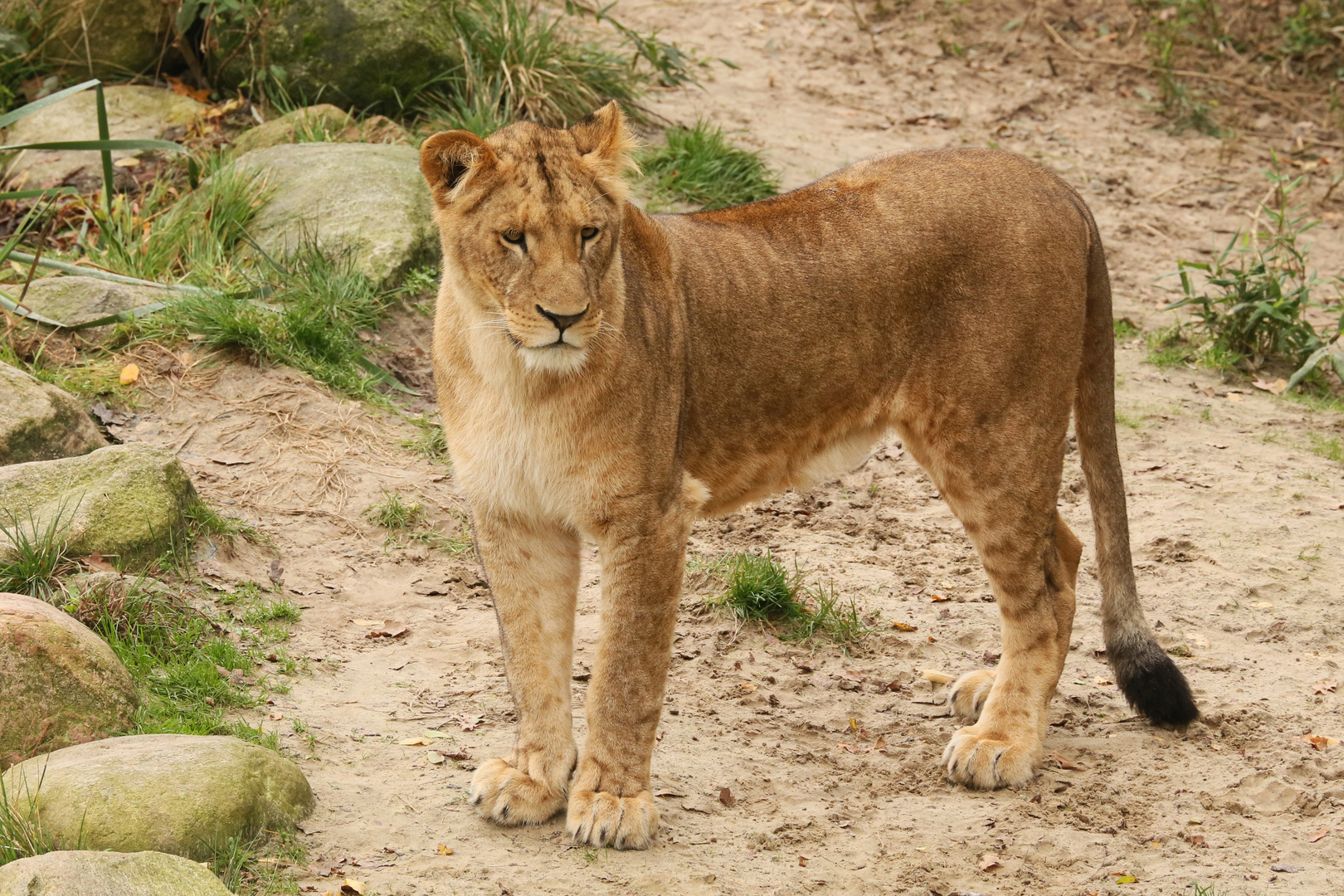 Löwin (2014_10_23_EOS 6D_7838_ji)