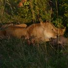 Löwin am erlegten Gnu mit Jungen in der Masai-Mara