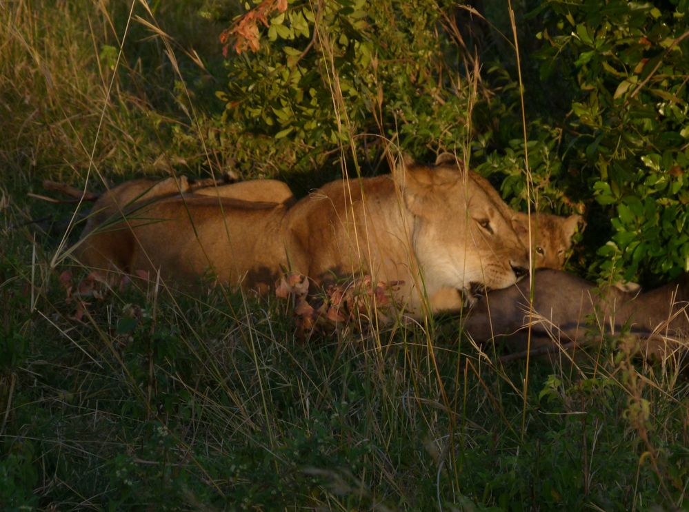 Löwin am erlegten Gnu mit Jungen in der Masai-Mara