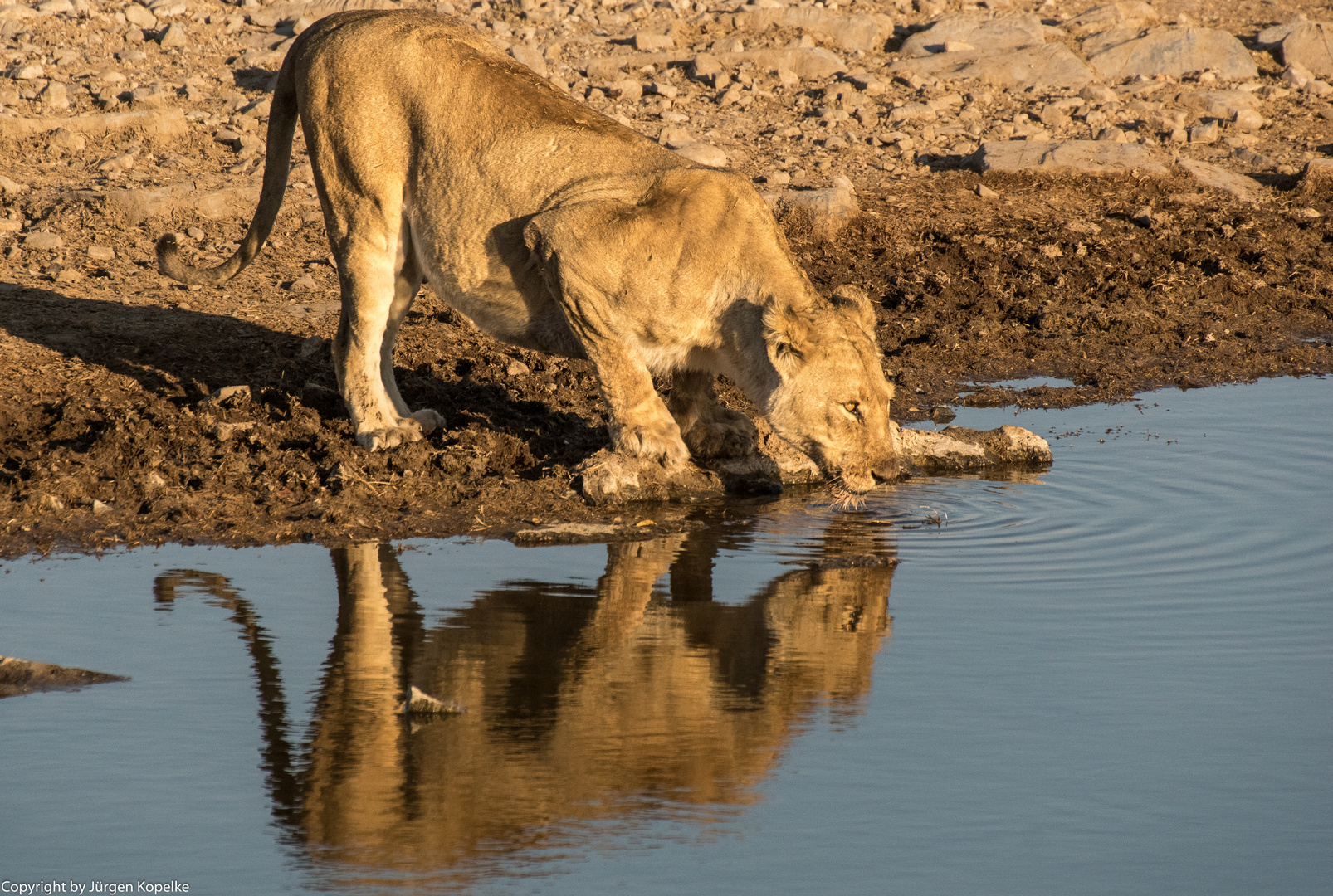 Löwin am Halali Wasserloch