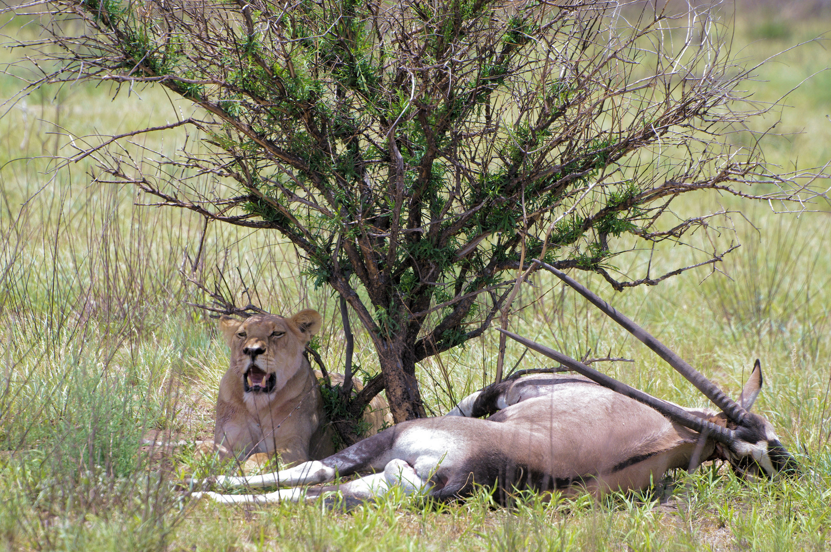 Löwin am Oryx Riss