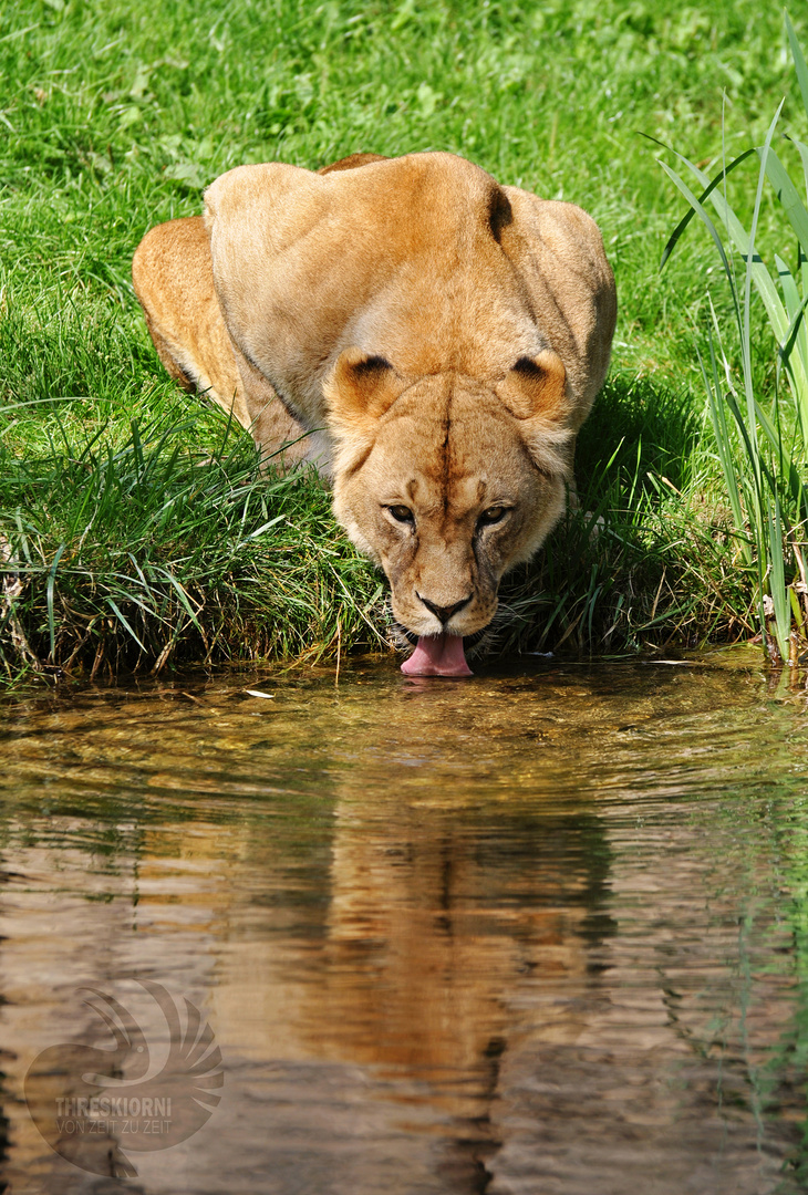 Löwin am Wasser