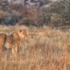 Löwin auf Beutejagd