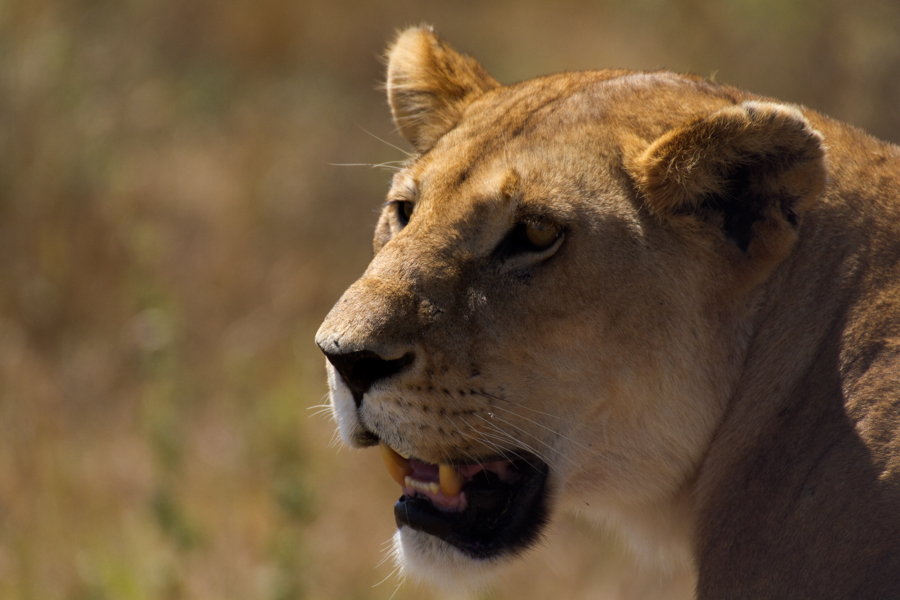 Löwin auf Beutesuche in der Serengeti Tansania