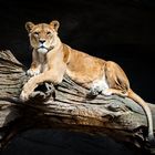 Löwin auf dem Baumstamm