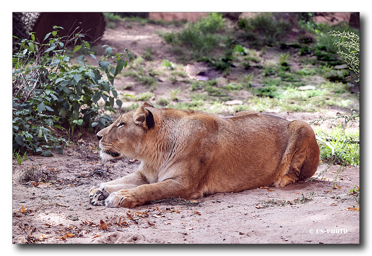 Löwin auf der Lauer Foto & Bild | tiere, zoo, wildpark ...