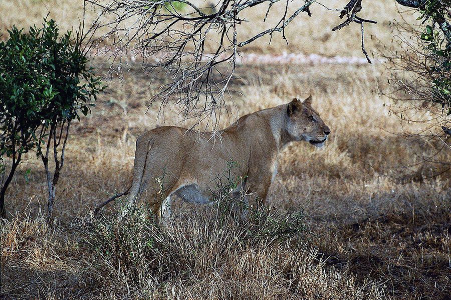 Löwin auf der Pirsch (Masai Mara)