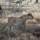 Löwin auf der Pirsch (Masai Mara)