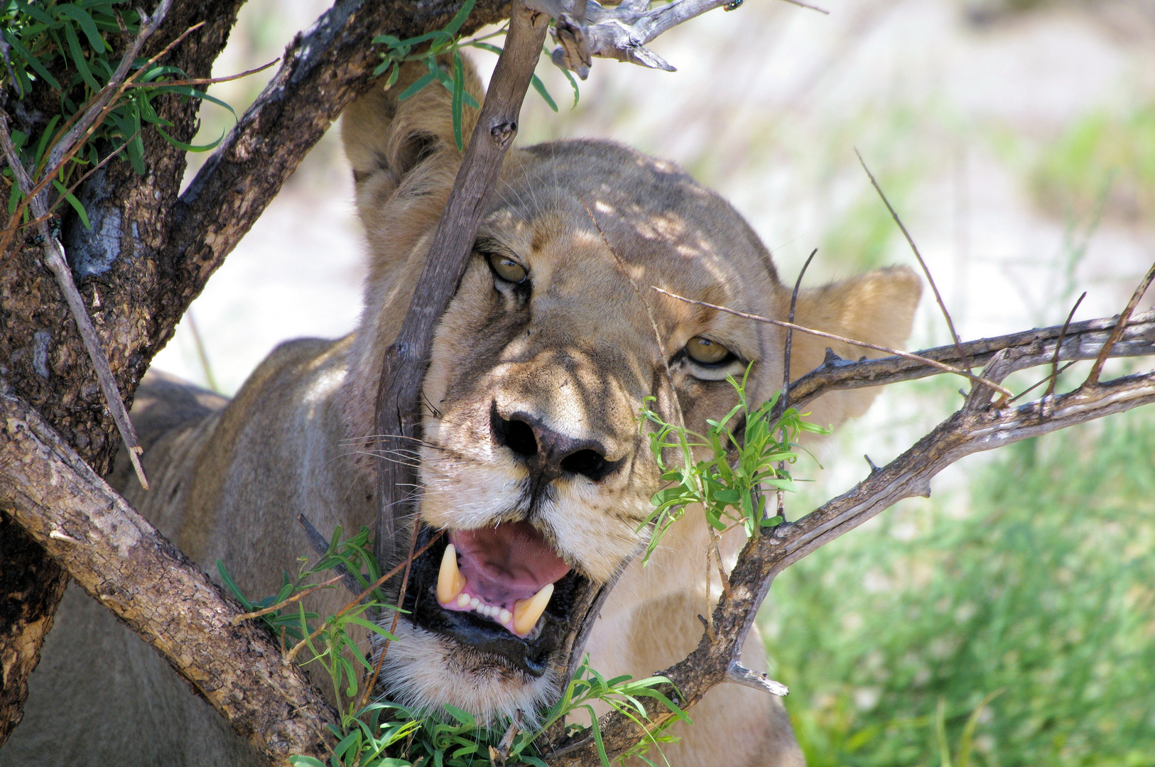 Löwin auf Schattensuche, Tau Pan Central Kalahari