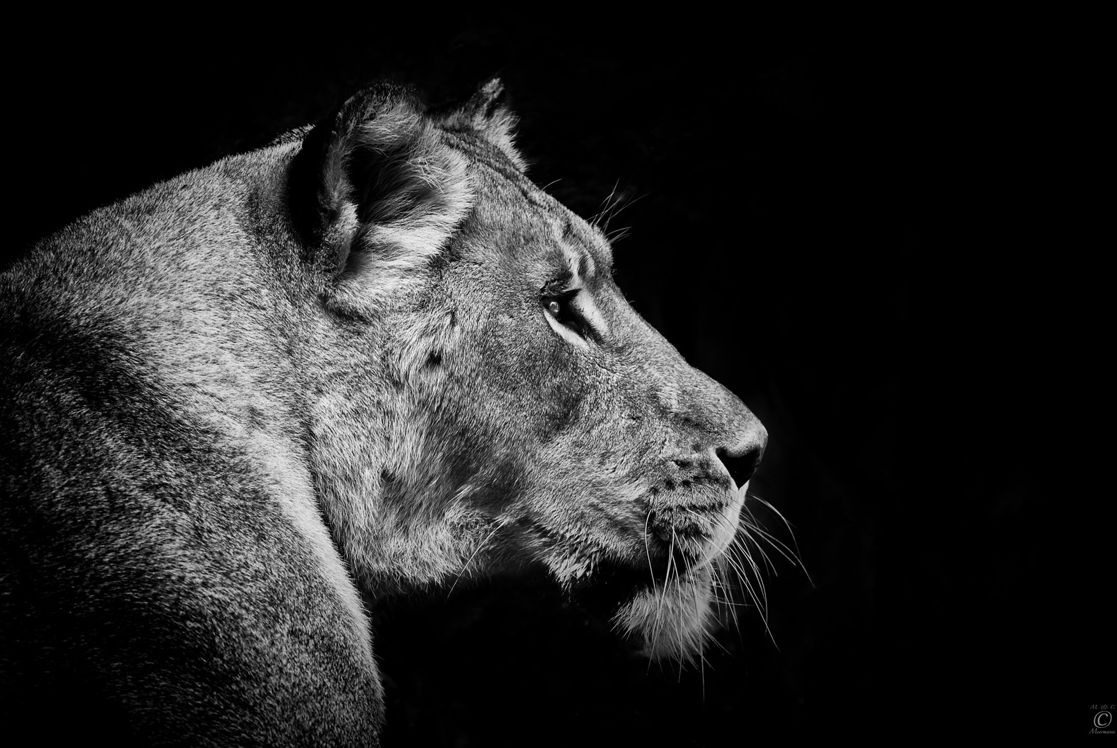 Löwin auf schwarz Foto & Bild | tiere, zoo, wildpark ...