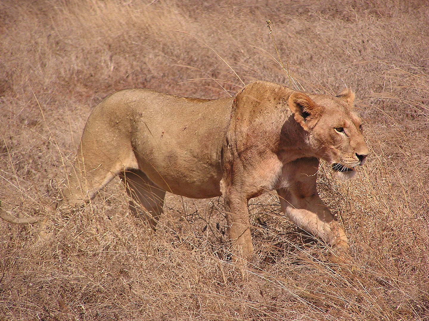 Löwin auf Streifzug