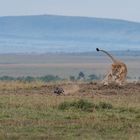 Löwin bei der Jagd