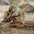 Löwin bei der Mahlzeit