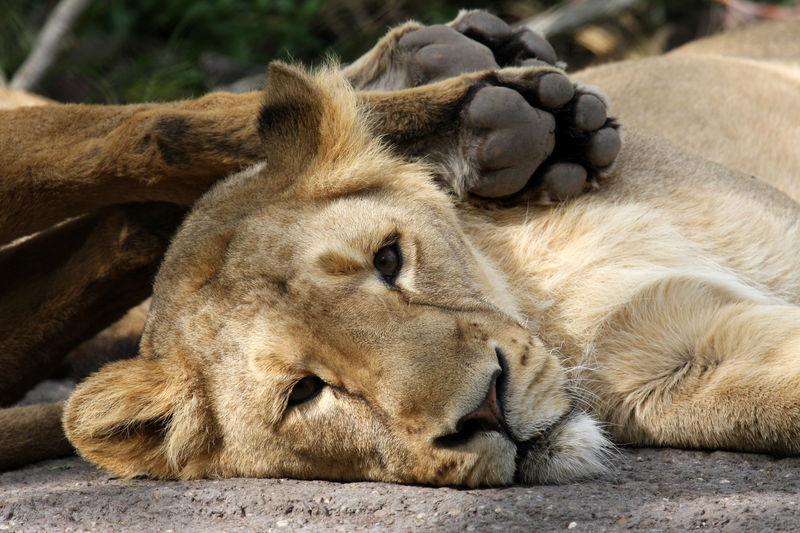 Löwin bei Siesta