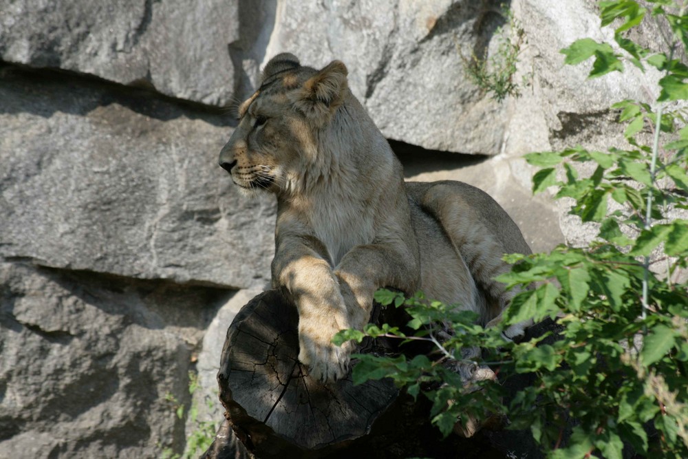 Löwin beim Faulenzen