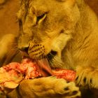Löwin beim Knochenknabbern