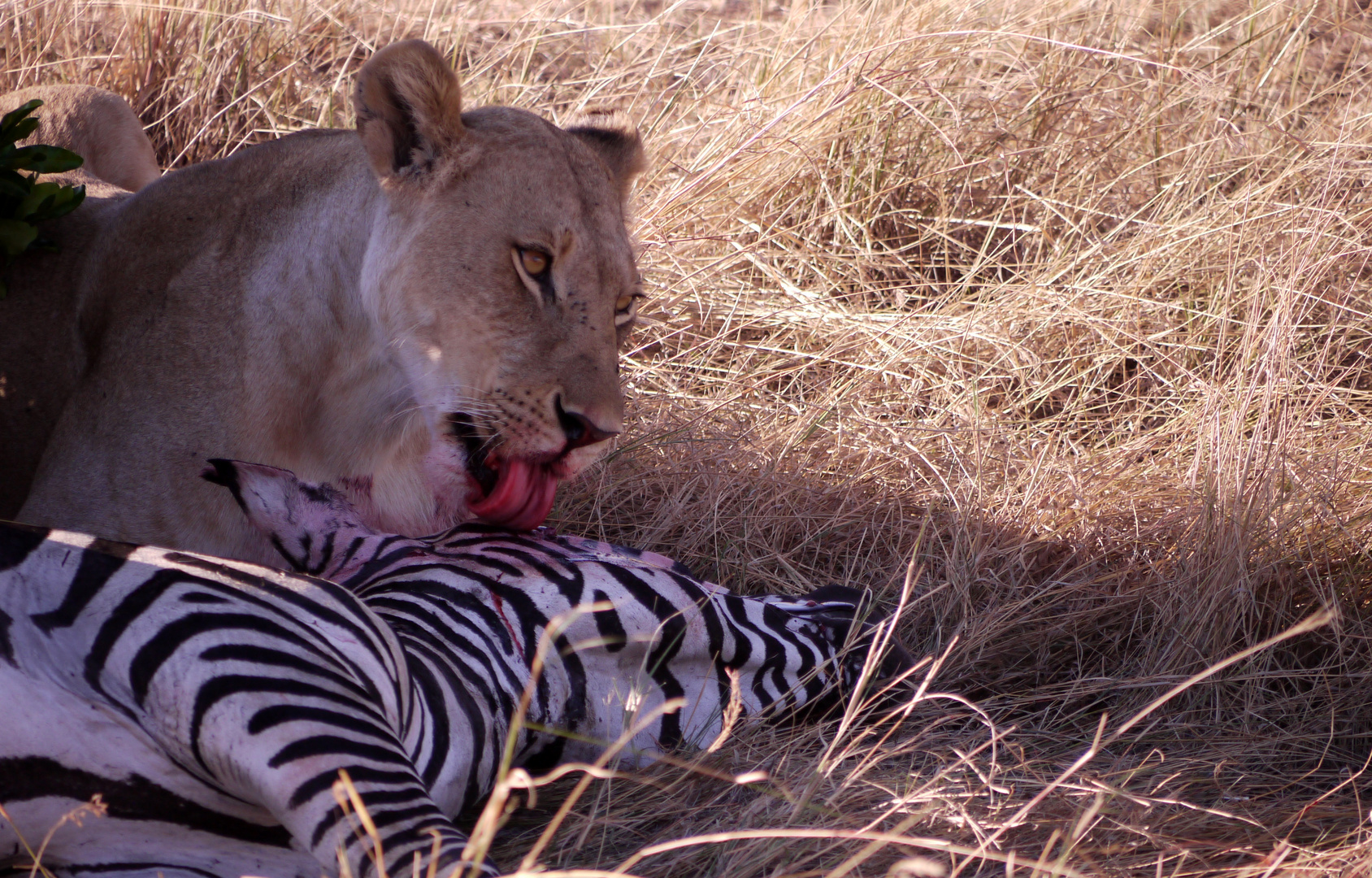 Löwin beim toten Zebra