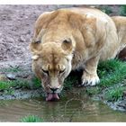Löwin beim trinken