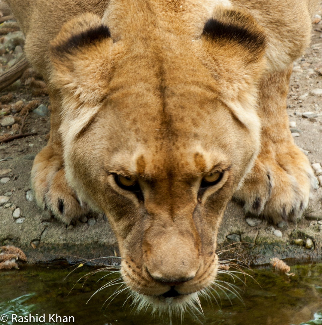 Löwin beim Trinken