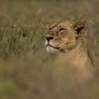 Löwin beobachtet